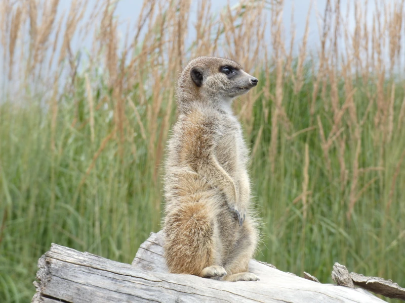 Wild- und Freizeitpark Tazmania in Löffingen